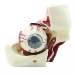 안구 눈꺼풀 확대 사람눈 인체모형 관찰학습 상담실 보건교육 수업자료