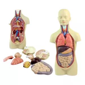 인체대탐험 뇌장기 12P 반신 해부모형 상담실 관찰학습 보건교육 수업자료