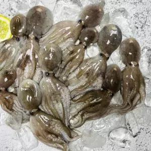 생물 쭈꾸미 2kg (14~24미)알배기 생물 알 봄주꾸미