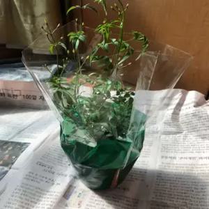 늘어지는자스민 학자스민 키우기쉬운 반려식물 늘어지는 음지 화분 플랜테리어(2개)