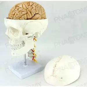 골격 모형 두개골 해부학 교육용 뼈대 화이트 교구 의학 실습용 해골 구조