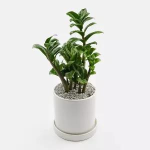 보석금전수 미니중품 도자기화분세트