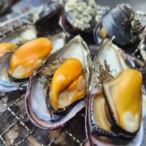 국내산 서해안 대담치 2kg 25미내외 생물 자연산홍합 해녀채취 섭 특대사이즈