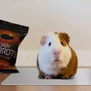 아이스애견쿨매트 애완동물 알루미늄 패드 L여름방석 시원한 강아지 시트