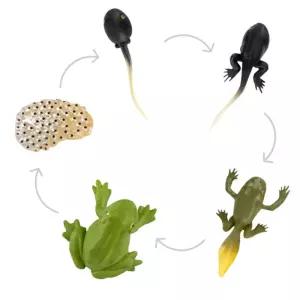 개구리 5단계 알부화 올챙이 성장과정 관찰교구 모형 곤충모형 관찰력