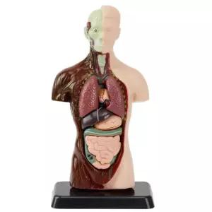 과학 생물학 장기위치 역할기능 인체 해부모형 과학실 콩팥 방과후 간