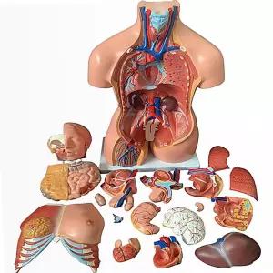 인체 해부학 교육용 모형 모델 3D 뼈 장기 실험 해부 몸통