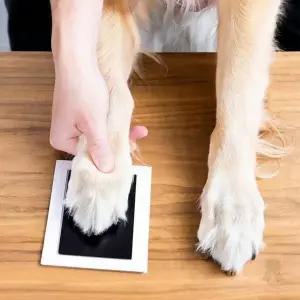 반려견 반려묘 발바닥 도장 찍기 세트 추억 보관 액자 제작 키트 애완동물 기념품