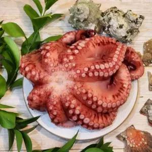 삶은문어 VDD 손질 야식 문어숙회 돌문어 자숙문어 제수용 1미 활돌문어