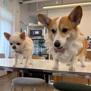 강아지케이프 케이프 핑크 M 강아지 레이스 스카프