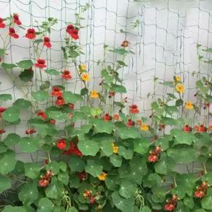 오이넝쿨그물 가지 넝쿨망 일정한간격 성장도움 식물그물망 1.8m