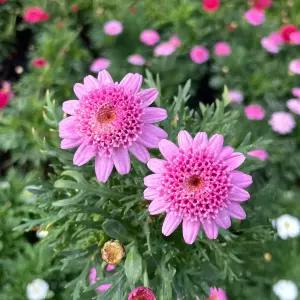 스위트핑크 목마가렛 소형 야생화 꽃모종 반려식물 화단가꾸기