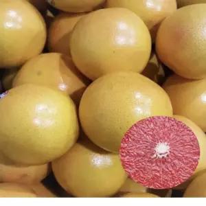 빨간자몽25과 레드자몽 루비 grapefruit