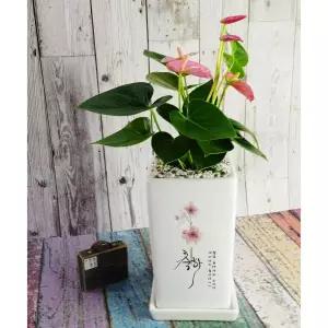 화분이야기 개업축하 승진 영전 진급 생일 이사 돈들어오는 축하선물 메세지화분+개별인쇄추가