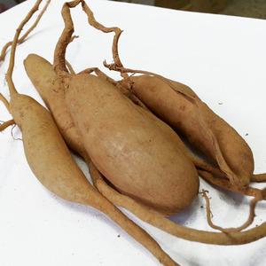 국내산 (전남 광양) 생 천문동 1kg