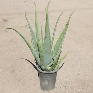 소울라인 알로에 화분 키우기 먹는알로에 다육식물