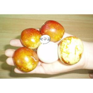 대추나무묘목 사과왕 대추나무