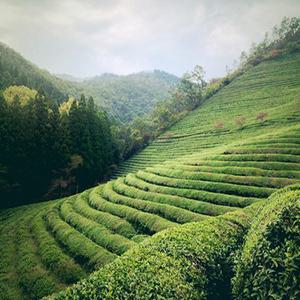[KTX-당일]강력추천! 보성+담양 남도대표 관광 일번지
