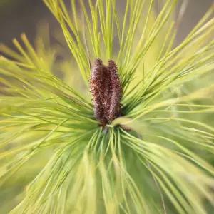 [충북농원] 황금소나무 소나무 묘목 - 접목묘