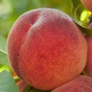 [충북농원] 경봉 백도 복숭아나무 묘목 - 1년생/접목묘