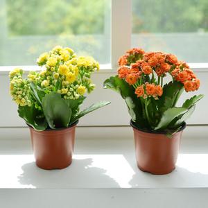 원플러스원 화사한 꽃이 예쁜 카랑코에 칼란디바 홑꽃 겹꽃