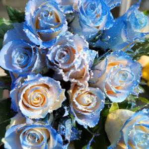 엘사 장미 아이스퀸 생화