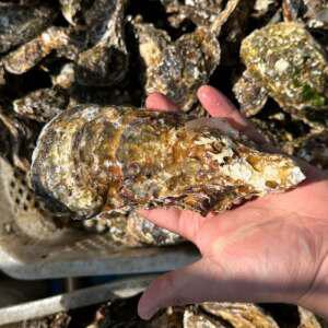 사계절석화 삼배체굴 3kg 5kg 10kg 석굴 각굴