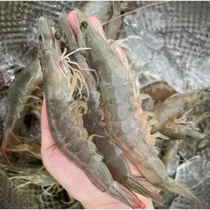 국산 제철 활 흰다리새우 첫출하 횟감용 생새우 활새우 40미내외