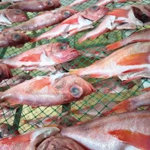 두루농수산 반건조 열기(불볼락) 200g내외 4미 구이 반건조생선 적어 열갱이 빨간생선