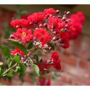 서울농원묘목/백일홍나무 다이너마이트 배롱나무 다간형 4년생 분묘 조경수 정원수