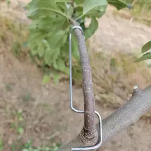 사과나무 가지 유인 고리 지주대 지지대 묘목 식물 고정 기구 개량형 과수원 장비