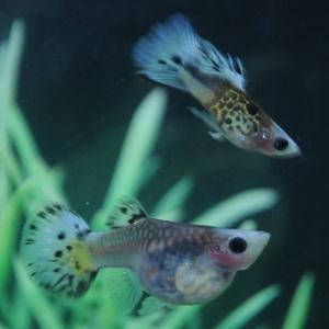 [행운수족관], 스노우코이 숏바디 글라스벨리 [쿠엔크,수2+암3]] 구피