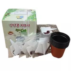 국산 강낭콩 키우기 기르기 식물 관찰 (5인 1세트) 과학 실험 키트 교구 도구 만들기
