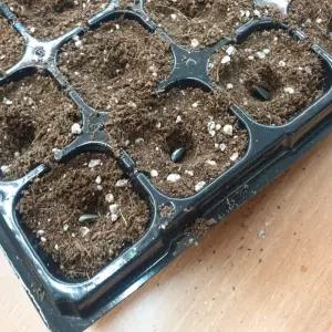 모종 모판 씨앗 발아 트레이 포트 50구