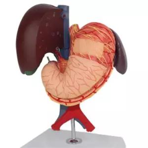 인체탐험 위간십이지장 장기 해부모형 상담실 학습도구 수업자료 보건교육