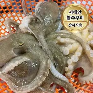 서해안 자연산 활 쭈꾸미 1kg 7-13미) 빙장포장