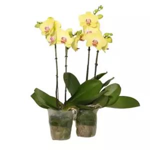 호접란 2팩 재배분 45cm 코스트코 마켓송지2603