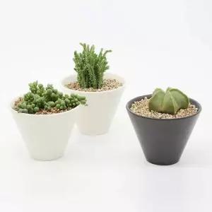 분갈이 넓은 인테리어 다육이 반려식물 화분 도자기