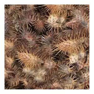 초등 교과연계 한해살이풀 관찰용도꼬마리 열매 50Px5세트/ 신기한과학 홈스쿨링 표본