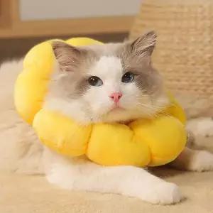 강아지 고양이 넥카라 해바라기 목보호대 목쿠션 깔때기 중성화