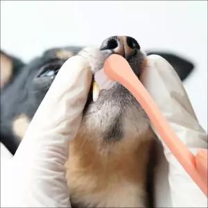 반려견 강아지 칫솔 양치 애견 초소형 치석제거 애견칫솔 반려견칫솔
