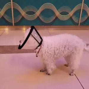 반투명 강아지 넥카라 깔대기 7호 강아지넥카라 고양이넥카라