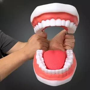 교육용 이빨 치아 모형 6배 크기 브러쉬 틀 모양 교구