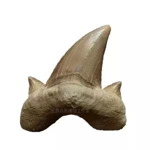 상어이빨 화석 메갈로돈 이빨 A 상어 중형