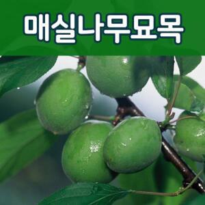 [태영]매실나무 특선 접목묘 왕매실.청매실,홍매실