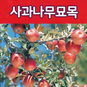 [태영]사과나무묘목-부사,홍로,루비에스.알프스오토매 특묘 이중 접목묘