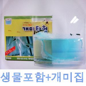 개미가 포함된- 개미키우기 세트/ 곤충 개미집 어린이선물 생물키우기 생명과학교구  관찰
