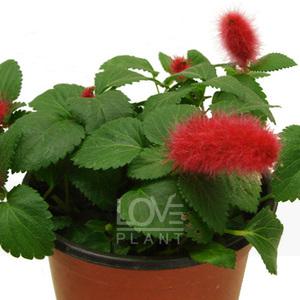 붉은여우꼬리풀 여우꼬리 야생화 꽃 모종 공기정화 식물 인테리어 소품 화분