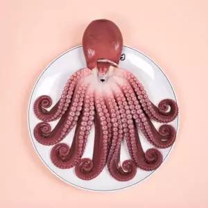 지삼 자연산 자숙 돌문어1미(실중량1.5kg내외)