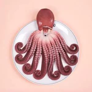 지삼 자연산 자숙 돌문어1미(실중량1.4kg내외)